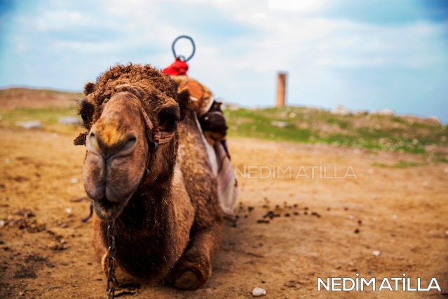 Harran Fotoğrafları